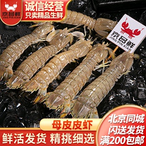 鲜活皮皮虾 公母可选 只发北京闪送发货 大个头 虾爬子 虾姑 活虾