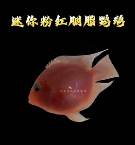 迷你粉红胭脂鹦鹉小型热带观赏鱼会带崽的观赏鱼限时促销特价清缸
