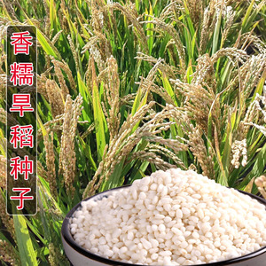正宗高产旱稻种子香糯旱稻种籽珍珠糯米水稻种子大穗大粒稻谷种子