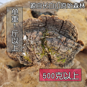 野生松针层孔菌  松树桑黄灵芝 大个单重1斤以上自选 500克