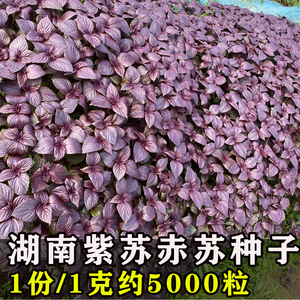 湖南正宗双面红全紫本地大叶香苏紫苏种子种籽种植可食用紫苏叶种