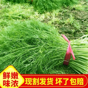 现货 包邮山东茴香菜新鲜包邮鲜嫩小茴香苗不带根荤香菜鲜茴香4斤