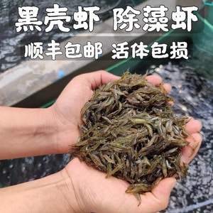 黑壳虾除藻虾鲜活观赏虾清洁草虾淡水活体樱花虾极火虾耐活冷水虾