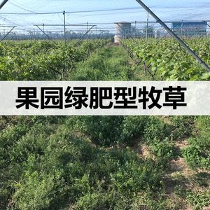 光叶紫花苕长柔毛野豌豆毛叶苕子草籽苕子种箭筈豌豆果园绿肥种籽