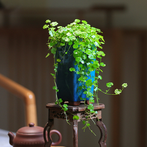 天胡荽盆栽水陆缸造景无菌杯绿植迷你盆栽地被植物室内垂钓微景观