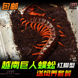 越南巨人蜈蚣全长18-23CM大个体 精品亚洲超大宠物蜈蚣 包活全品