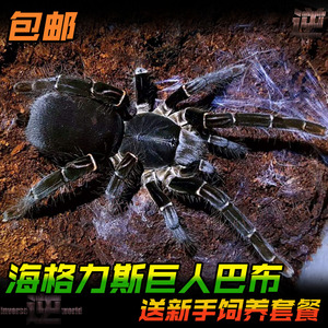 （20+大母后代苗）海格力斯巨人巴布宠物1.5-11厘米宠物活体蜘蛛
