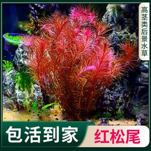 红松尾鱼缸真水草红色水草水族箱造景草中增景有茎类氧后淡水植物