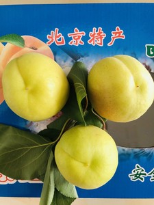 北京平谷香白杏 现摘现发 新鲜水果5斤