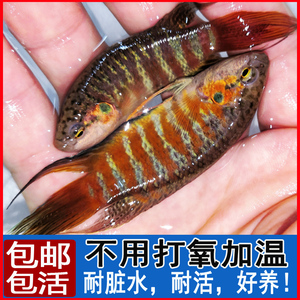 中国斗鱼小型淡水观赏鱼苗普叉好养耐活不用打氧冷水金鱼活鱼活体