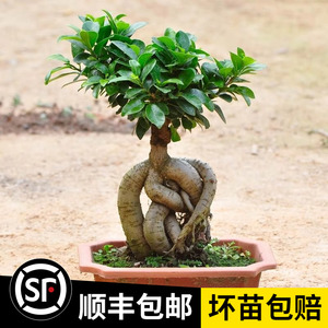 耐阴花木绿植榕树室内桌面小榕树发财树花卉人参榕大型盆景带盆栽