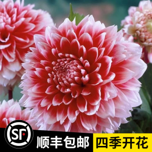 进口大丽花种球多年生四季室内花卉盆栽庭院植物大丽菊地瓜花球根