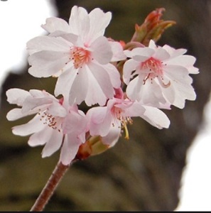 十月樱*日本樱花树苗原生盆景盆栽素材春秋两季开花南方也能开花