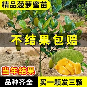 嫁接四季菠萝蜜树苗马来西亚泰国红肉南北方盆地栽带土发当年结果