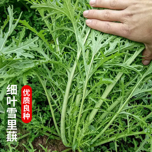 雪里红种子细叶雪里蕻蔬菜籽雪菜咸菜腌酸菜种孑九头鸟四季芥菜种