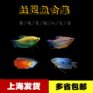 中小型热带观赏鱼黄曼龙蓝曼龙鱼丽丽鱼马甲球鱼小型草缸鱼宠物鱼