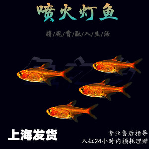 喷火灯淡水灯鱼小型热带观赏鱼红绿灯草缸群游火焰灯鱼宠物鱼活体
