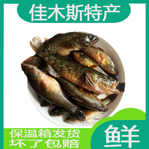 东北老头鱼黑龙江淡水鱼山胖头鱼非常好吃一份满4斤包邮