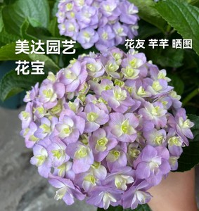 进口重瓣新品大花绣球花苗 花宝 鲜切花品种 有1加仑大苗