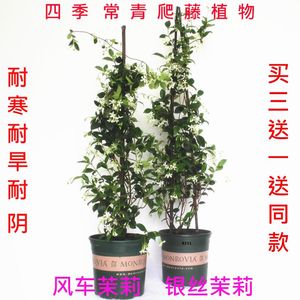 风车茉莉花盆栽大苗爬藤耐寒耐热阳台庭院植物四季常长青浓香花卉