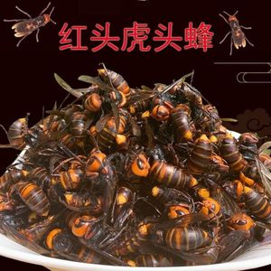 正品虎头蜂 虎头蜂干货  金环大马蜂胡蜂葫芦蜂黄蜂赛云南黑蜂