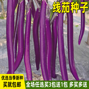 华龙线茄长茄子种子早熟紫红色杭茄子种籽紫线茄长条茄蔬菜种子孑