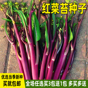 红菜苔种子十月红紫菜薹红菜心菜种籽阳台盆栽庭院四季蔬菜种子孑