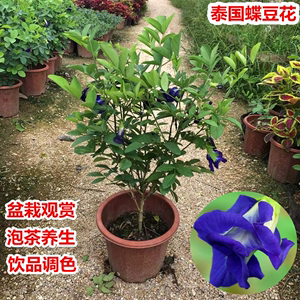 阳台盆栽蝶豆花苗食用花茶蓝蝴蝶花庭院植物爬藤花卉四季开花不断