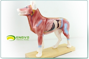 ENOVO颐诺狗针灸模型动物解剖模型宠物模型犬针灸腧穴模型