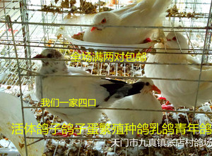特价白鸽两对包邮杂色活体鸽子苗食用乳鸽宠物观赏鸽种鸽