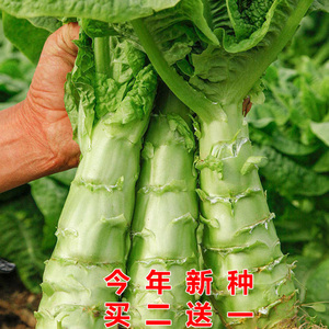 农家青皮香莴笋种子菜种窝笋莴苣种籽苗秧耐寒青笋四季蔬菜孑大全