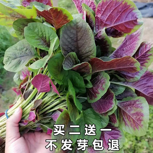四季大叶圆叶鲜嫩花红苋菜种子白苋菜种籽寒菜红菜三色苋旱菜种子