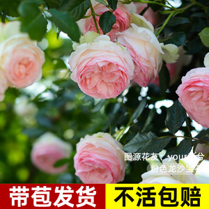 虹越月季盆栽果汁阳台月季粉色龙沙宝石黑巴克蓝色阴雨佛罗伦蒂娜