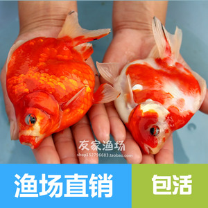 红白鎏金金鱼活体水族观赏鱼冷水鱼精品琉金文鱼类吉祥招财免邮 阿里巴巴找货神器