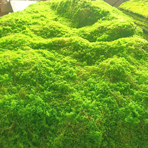 仿真青苔藓草皮仿真塑料草坪盆景草坪装饰绿植场景橱窗假苔藓造景