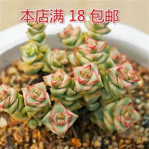 多肉植物钱串多肉植物星王子多肉植物小米星彩色蜡笔十字星锦多肉 阿里巴巴找货神器