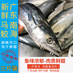 广东南海马鲛鱼  一斤大整条新鲜切片深海鱼海鲜马胶鱼块顺丰包邮