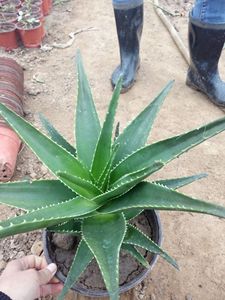 硕香园 多肉植物 开普芦荟好望角芦荟春天开花 室内庭院花卉盆栽