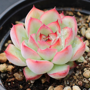 多肉植物厚叶花月夜办公室室内阳台桌面绿植园艺花卉组合盆栽萌肉 阿里巴巴找货神器