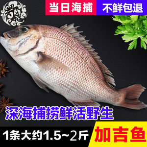 红加吉鱼 鲷鱼新鲜 海捕真鲷红鳍 红鲷 水产海鲜  500g