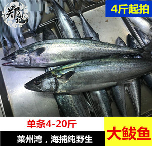 深海新鲜鲅鱼马鲛鱼超级鲜海捕鱼非川乌鱼4-20斤/条500g
