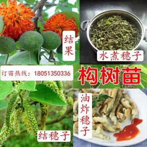 国家扶贫树苗可食用构树苗野生葡萄树饲养猪牛羊构树苗当年结果苗