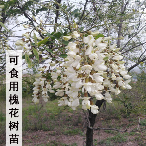 可食用槐花树苗大树南方北方庭院种植盆栽地栽野生槐花果树果苗