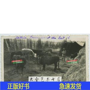 民国时期天津一带规模大的养牛牧场农场圈中有九头黄牛未未知未知