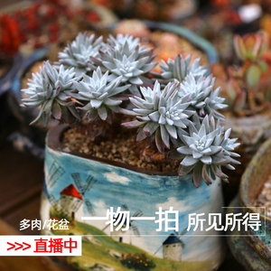 【维尼美家直播间】多肉植物/花盆一物一拍 云南阳台易养肉肉花卉