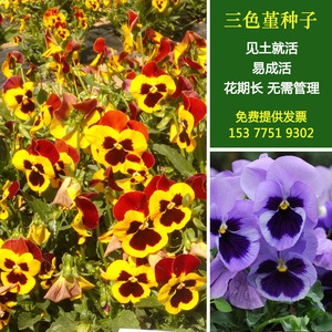 （企业店铺）家庭易种芳香花卉蓝三色堇蝴蝶花籽盆栽阳台四季播种