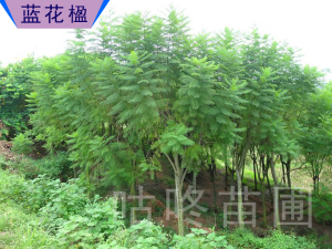 蓝花楹树苗 珍贵树种 行道 庭院凤凰木工程绿化蓝花楹大树 易种植