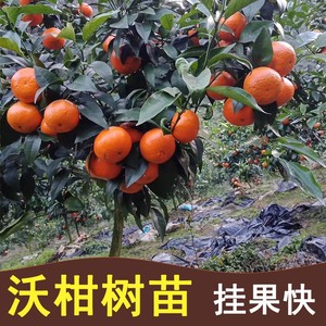 四川沃柑苗香橙嫁接沃柑树苗带土球营养杯苗沃柑橘苗晚熟柑柑橘苗