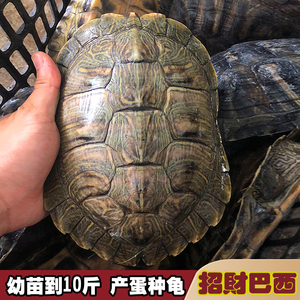 乌龟活物大巴西龟乌龟活体好养耐活长寿小彩龟水龟活物红耳龟观赏