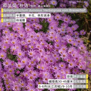 荷兰菊紫菀合集多色小卡罗伊娃秋语耐寒耐热花园阳台多年生宿根苗